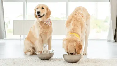 Best Dog Food For Golden Retrievers: 7 Options & Buying Guide