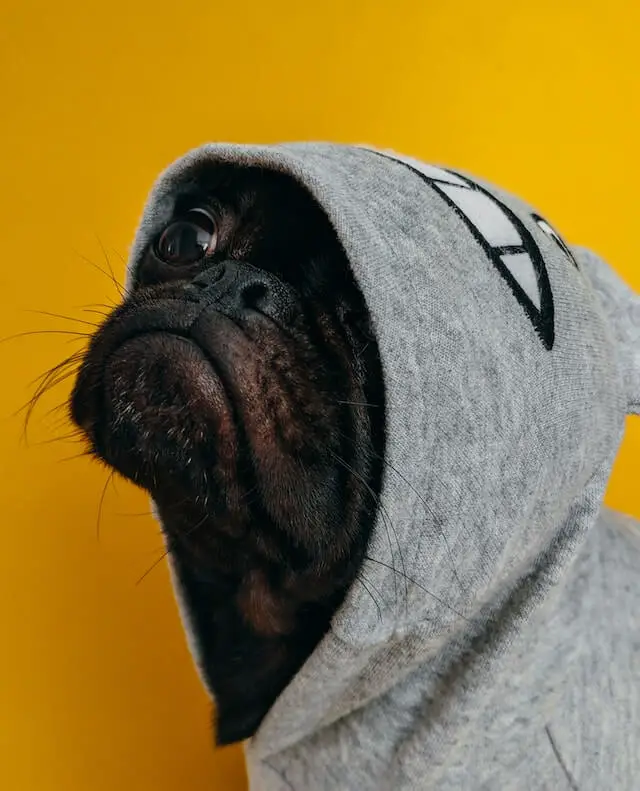 dog hoodie
