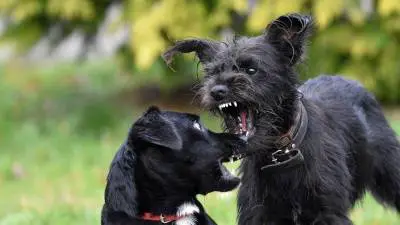 What is Fear Aggression in Dogs & How To Resolve It?