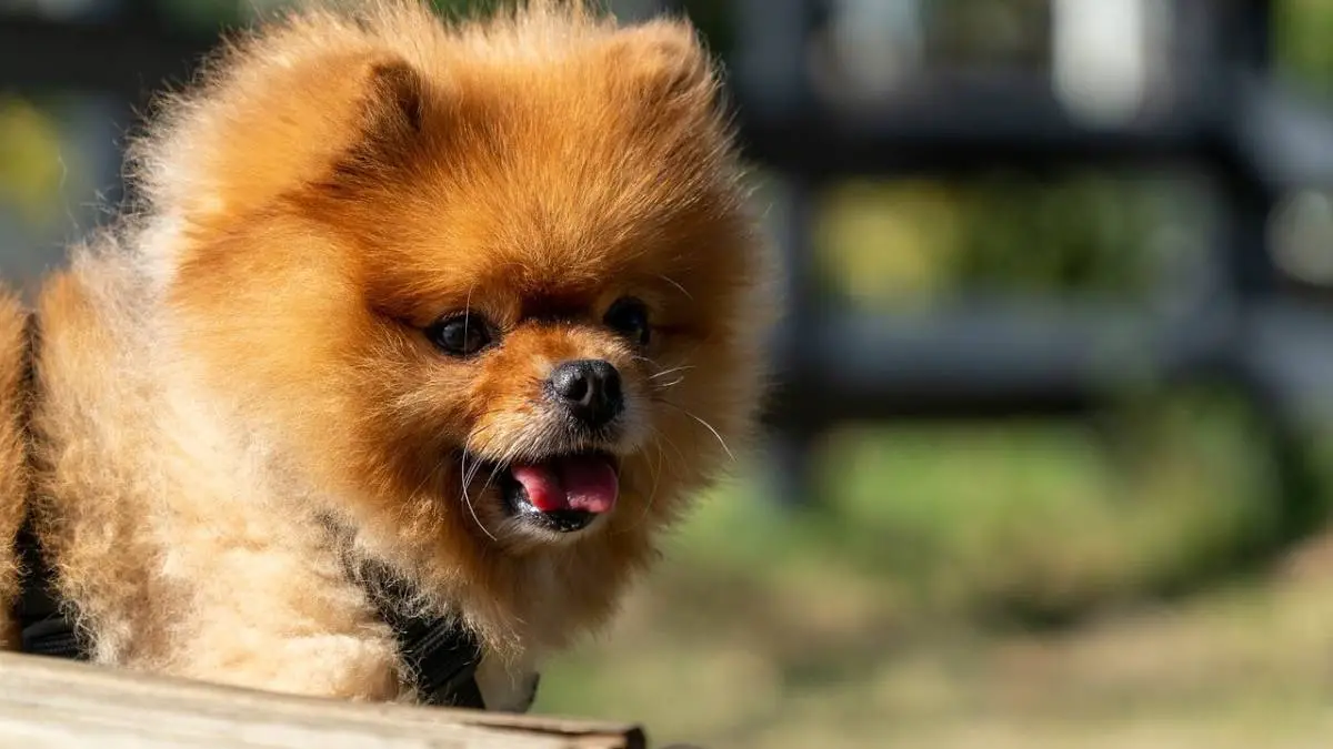 15 Most Popular Fluffy Dog Breeds [2023 Update]