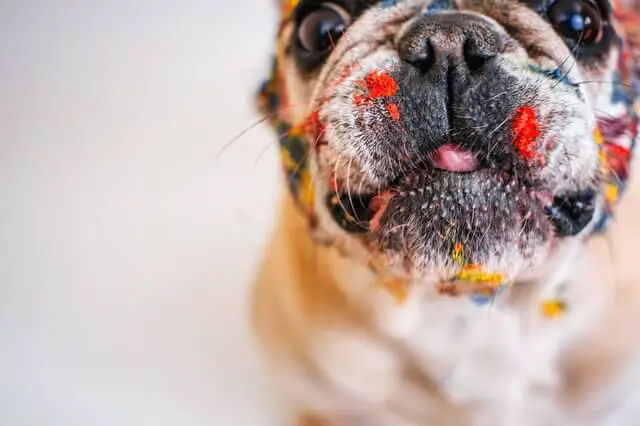 french bulldog closeup