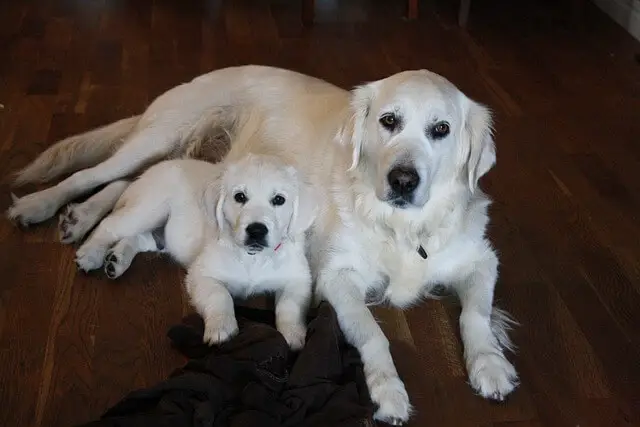 golden-retriever and puppy