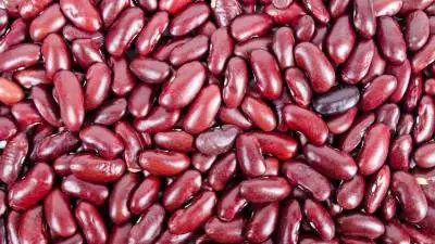 Can You Safely Share Kidney Beans With Your Dog?