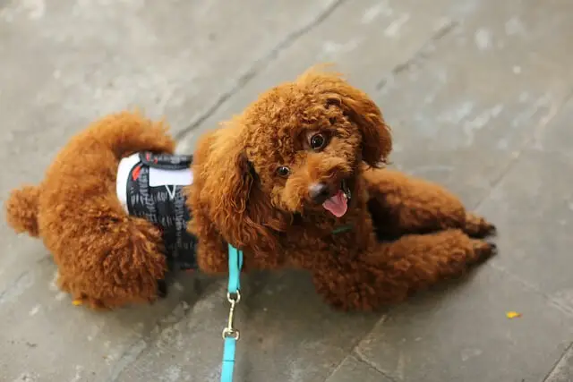 toy poodle on leash