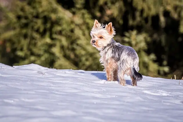 yorkshire terrier in snow