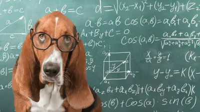 Can Dogs Understand Math & Count?
