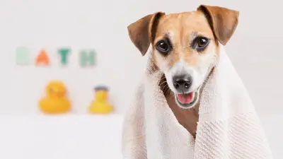 The 7 Best Dog Shower Attachments