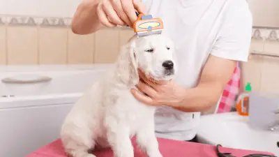 The 7 Best Brushes for Short-Haired Dogs