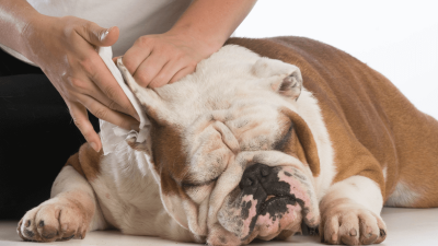 Come pulire le orecchie del cane in 3 semplici passaggi