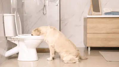 Why Is My Dog Drinking From the Toilet? Here’s How To Prevent It