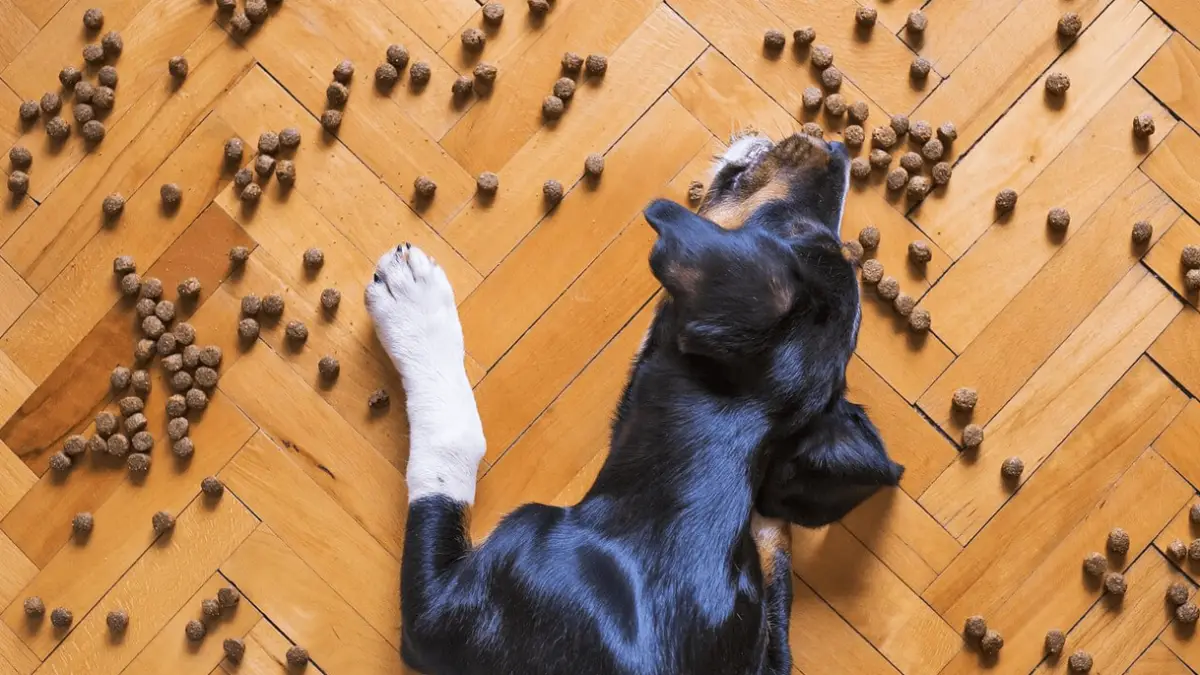 Best Dry Dog Food for Your Dog in 2023