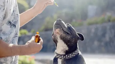 Should You Give CBD Treats to Your Dog