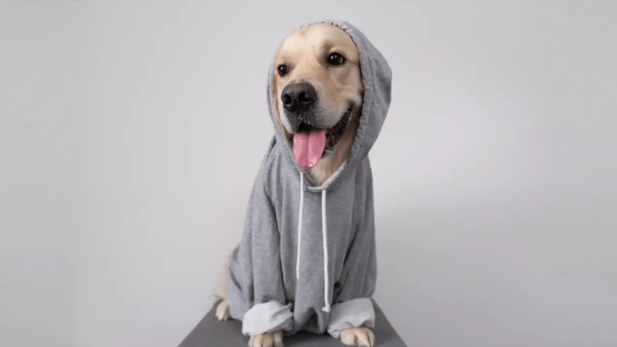 Should You Buy Dog Hoodie For Your Dog?