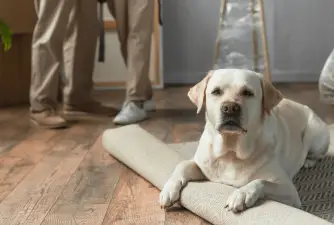 7 Reasons Why Does Your Dog Scratch The Carpet