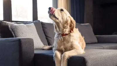 Why Is Your Dog Licking The Couch? 4 General Reasons