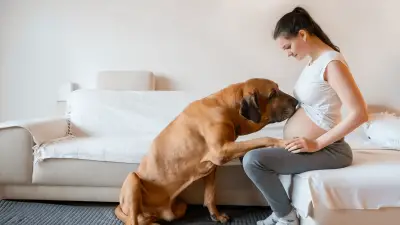 Can Dogs Sense Pregnancy & How Will They React To Pregnancy?