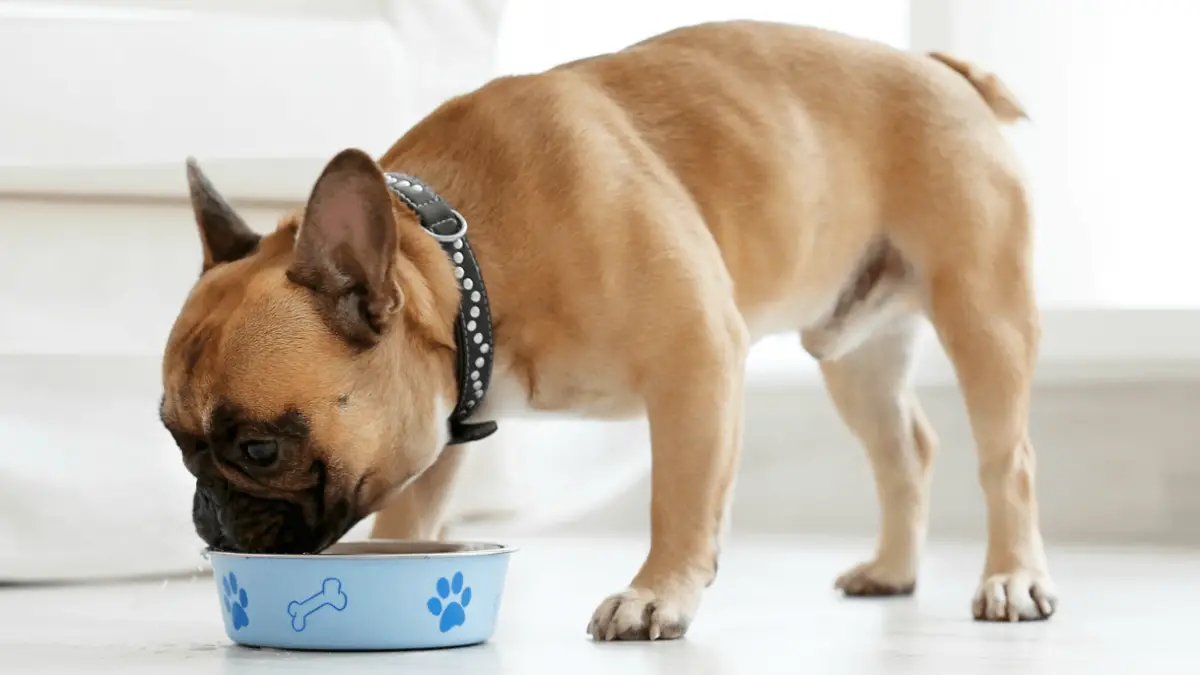 5 Best Hypoallergenic Dog Foods & Tips You Need To Know