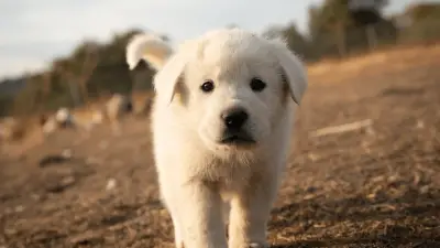 8 Fun Facts About Great Pyrenees Puppy You Didn't Know Before