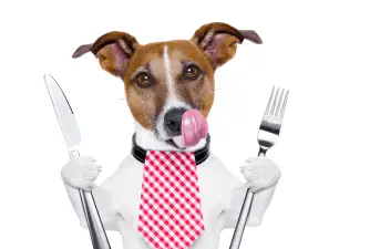 Reasons Why Your Dog Is Always Hungry
