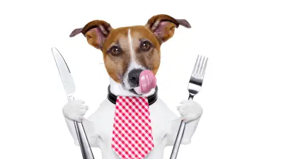 Reasons Why Your Dog Is Always Hungry