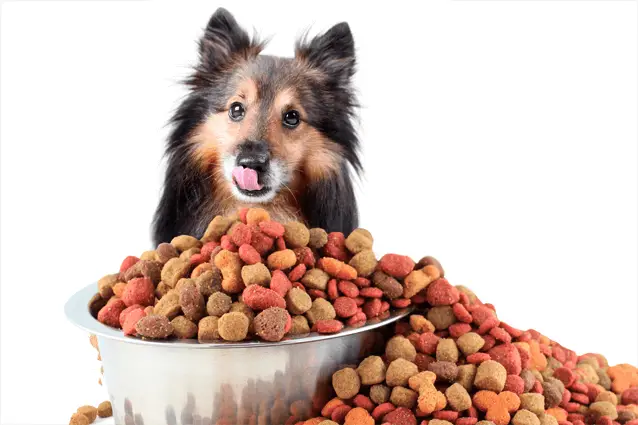 sheltie with food bowl